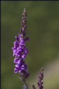 Linaria purpurea